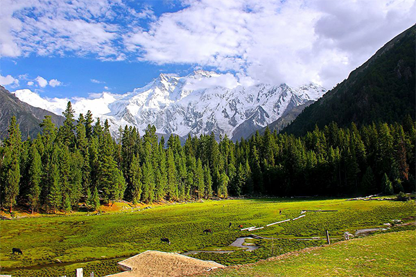 Fairy Meadows  Hunza 