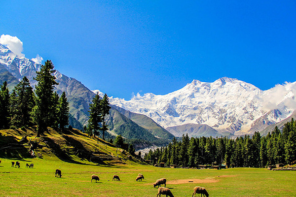 Fairy Meadows  Hunza 