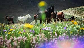 FAIRY MEADOWS