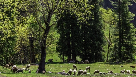 Neelum Valley Azad Kashmir (Group Tour) 